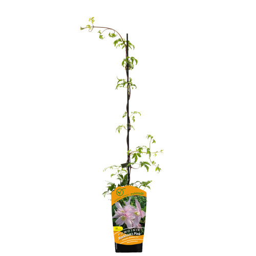 Powojnik Markham’s Pink botaniczny 1L 1
