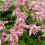 Clematis Markham’s Pink 1L 3