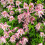 Clematis Markham’s Pink 1L 4