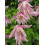 Clematis Markham’s Pink 1L 5
