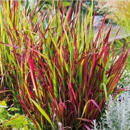 Imperata cylindryczna Red Baron 1L