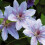 Clematis Nelly Moser 1L 3