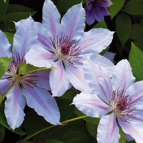 Clematis Nelly Moser 1L 2