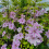 Clematis Nelly Moser 1L 4