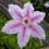 Clematis Nelly Moser 1L 5