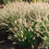 Pennisetum alopecuroides Hameln 2L 1