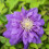 Clematis Kiri Te Kanawa 1L 3