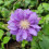 Clematis Kiri Te Kanawa 1L 4