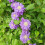 Clematis Kiri Te Kanawa 1L 5