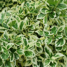 Trzmielina Fortunea Silver Queen 2L