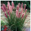 Pennisetum alopecutoides Red Head 2L 1