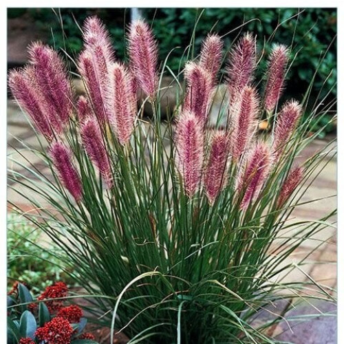 Pennisetum alopecutoides Red Head 2L