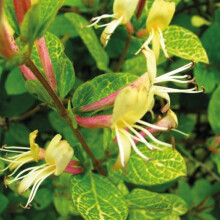 Wiciokrzew Aureoreticulata japoński 2L