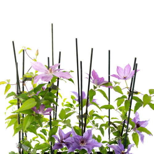 Clematis Kinder von Warschau 1L 2