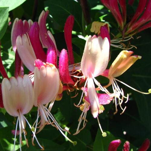 Chèvrefeuille American Beauty 2L