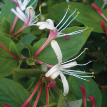 Japanisches Geißblatt Purpurea 2L