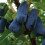 Jagoda kamczacka Indigo Gem 1L 1