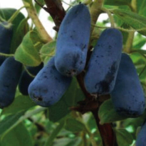 Jagoda kamczacka Indigo Gem 1L