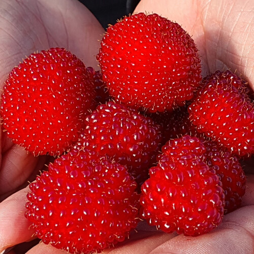 Malinotruskawka (Malina ponętna) 1L