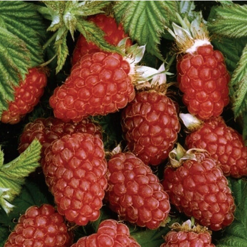 Malinojeżyna Loganberry 2L