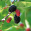 Schwarze Maulbeere 2L 1