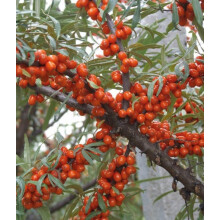 Weiblicher Sanddorn Aromatnaja 2L