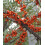 Weiblicher Sanddorn Aromatnaja 2L 1