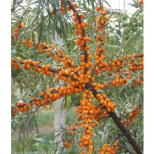 Weiblicher Sanddorn Botaniczeskaja 2L