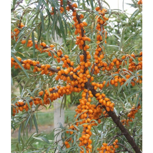 Weiblicher Sanddorn Botaniczeskaja 2L