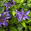 Clematis The President 1L 5