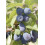 Jagoda kamczacka Indigo Gem 1L 3