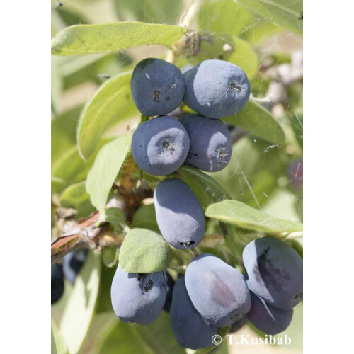 Jagoda kamczacka Indigo Gem 1L 2