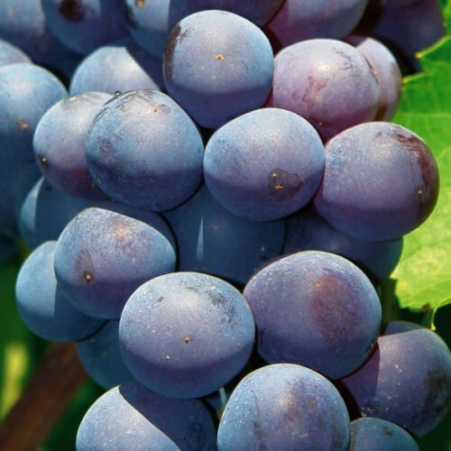 Weinrebe Agat Donski 2L