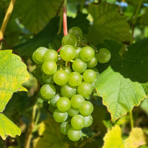 Winorośl Cayuga White 2L