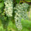 Weinrebe Interlaken (kernlos) 2L 1