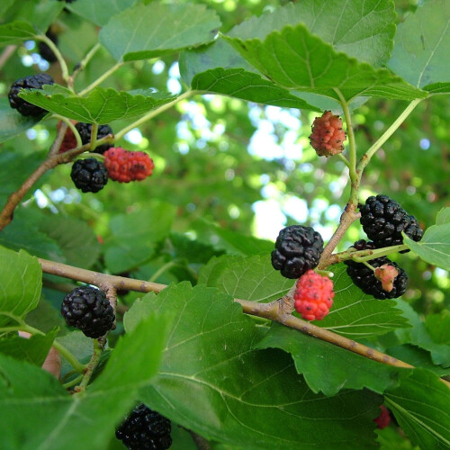 Morwa czarna Negro 2L 2