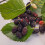 Morwa czarna Negro 2L 4