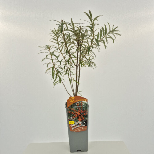 Rokitnik Botaniczeskaja żeński 2L 1
