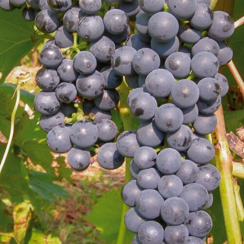 Winorośl Marechal Foch 2L