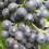 Winorośl Muscat Bleu 2L 1