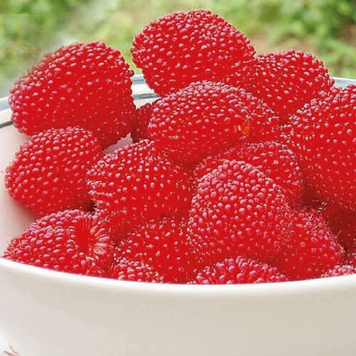 Malinotruskawka (Malina ponętna) 1L 2