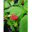 Malinojeżyna Loganberry 2L 3
