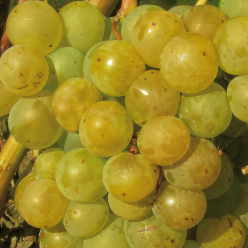 Winorośl Seyval Blanc 2L