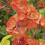 Pigwowiec japoński 2L 4