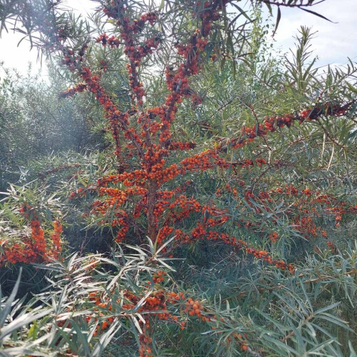 Rokitnik Aromatnaja żeński 2L 2