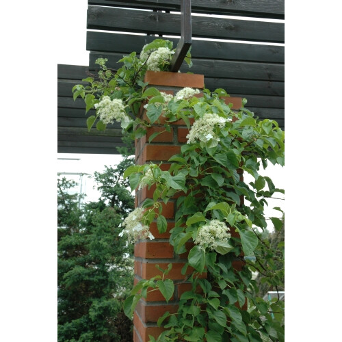 Hortensja pnąca 1L 2