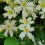 Clematis Paul Farges 2L 3