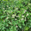 Clematis Paul Farges 2L 4