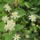 Clematis Paul Farges 2L 5
