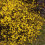 Winter Jasmin 1L 2